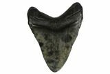 Fossil Megalodon Tooth - South Carolina #164969-1